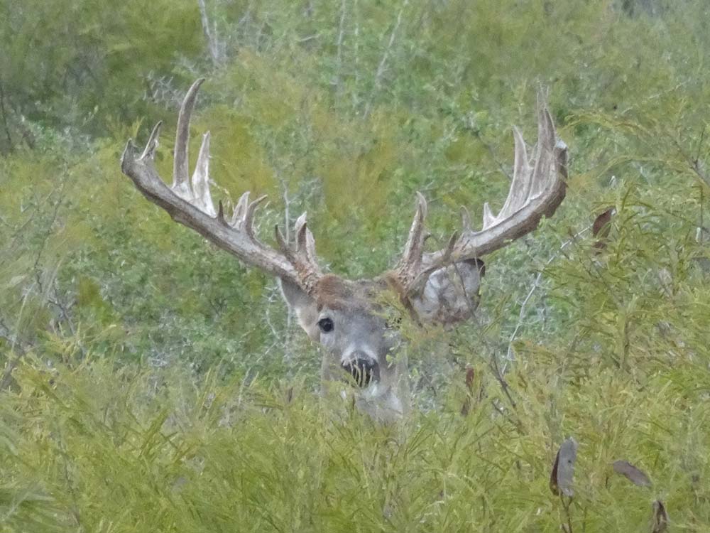 Chula Vista Freer Deer Hunting