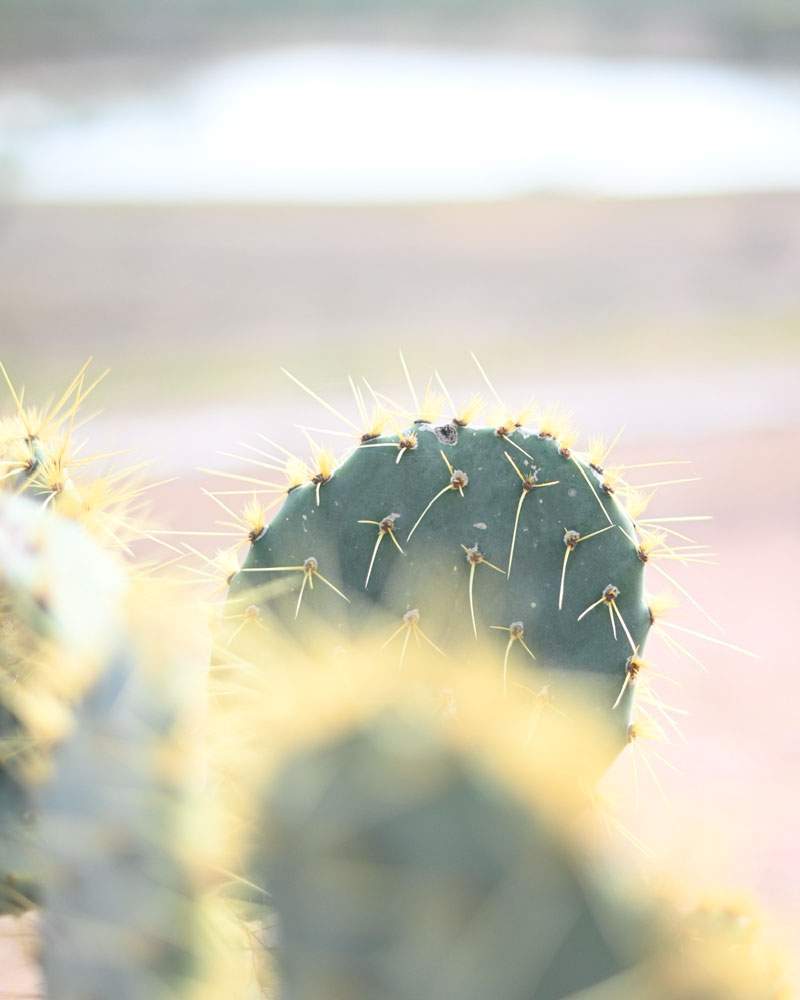 Mesquite and prickly pear in the South Texas brush